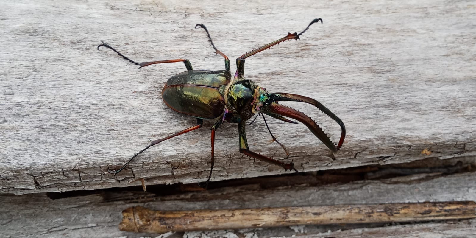 Cantaria beetle on a wild brown trout in Coyhaique, Patagonia