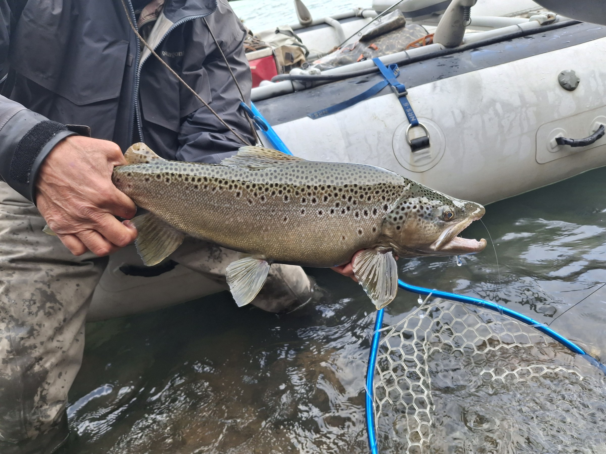 Wild brown trout held over clear water near Coyhaique, Patagonia