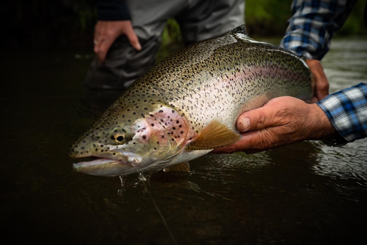 Wild rainbow trout in stillwater near Coyhaique, Patagonia